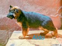 CHIOTS BERGER ALLEMAND