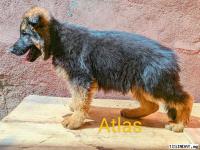 CHIOTS BERGER ALLEMAND